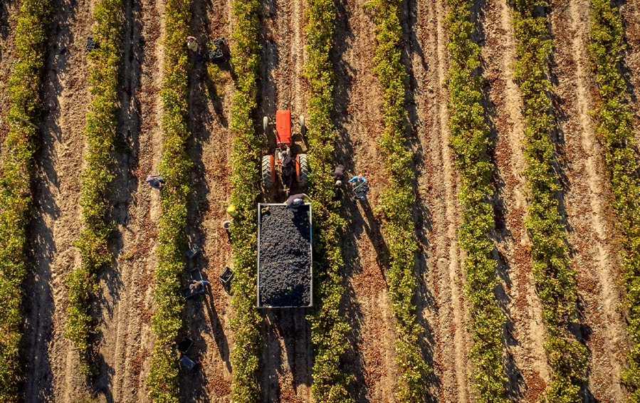 Νότια Αφρική στο Ποτήρι